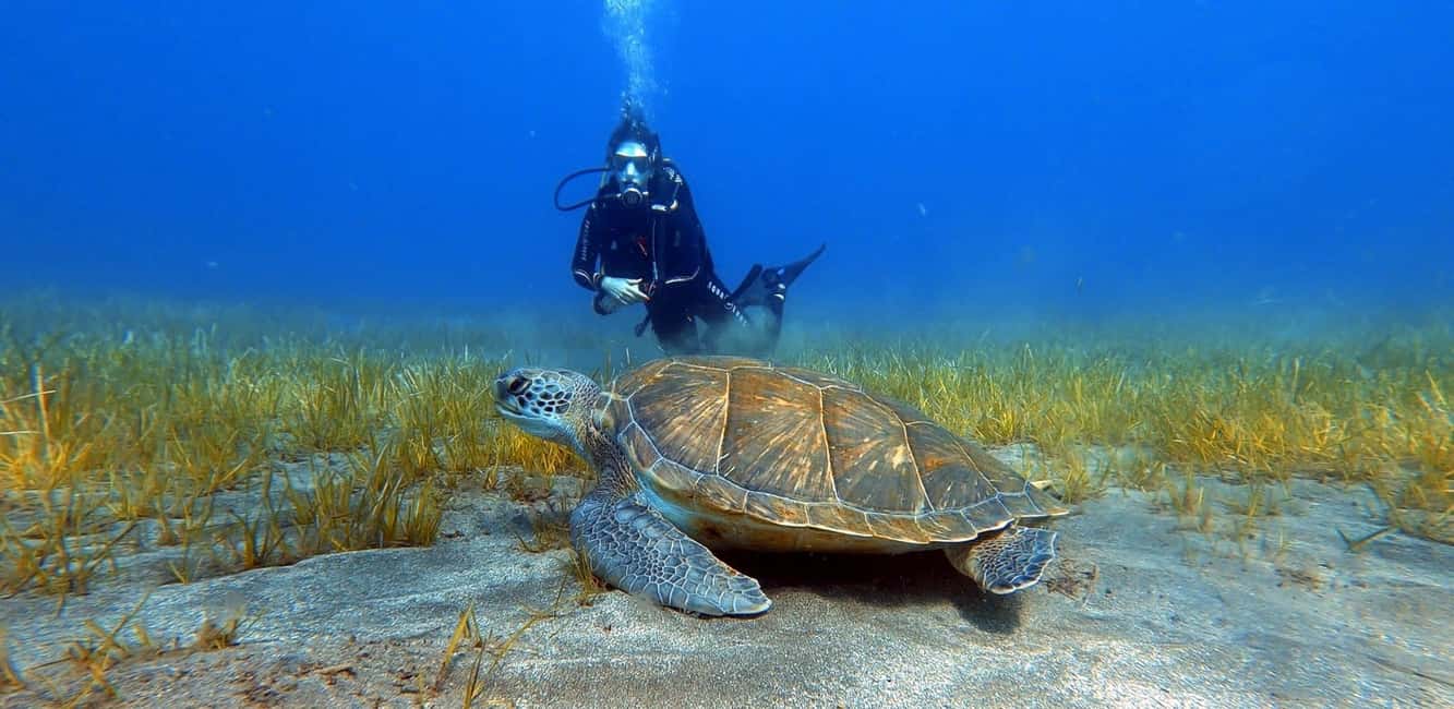 image n.1 of Tenerife: Scuba Diving Lesson and Abades Protected Area Dive activity in Arico, uploaded by supplier