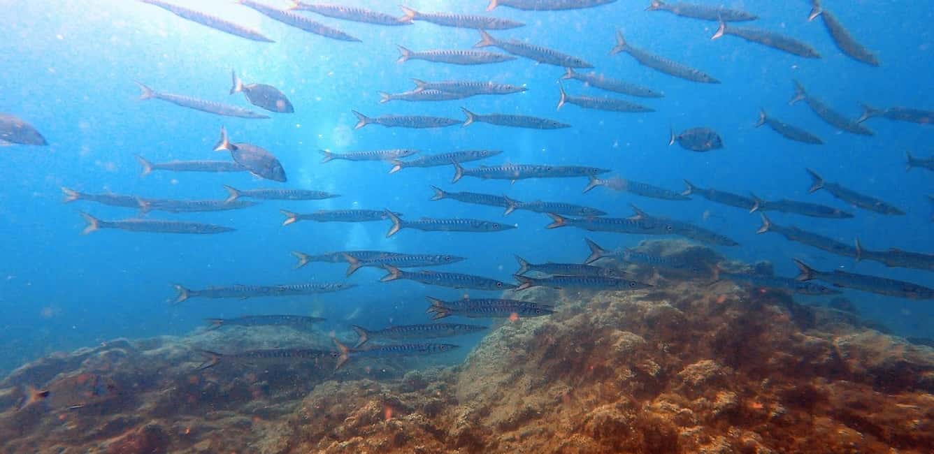 image n.6 of Tenerife: Scuba Diving Lesson and Abades Protected Area Dive activity in Arico, uploaded by supplier