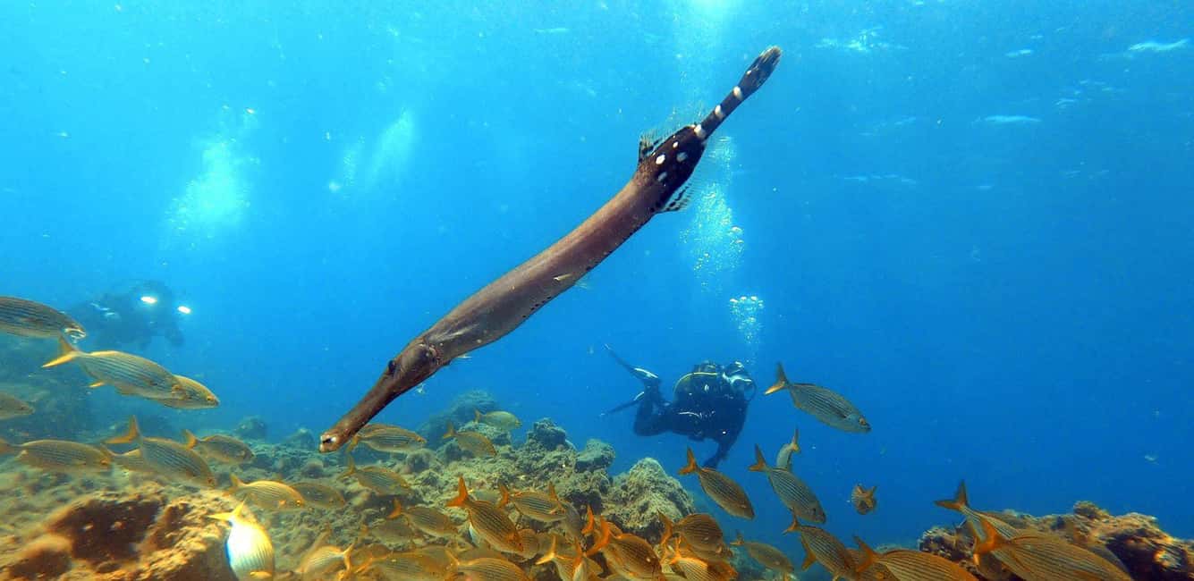 image n.10 of Tenerife: Scuba Diving Lesson and Abades Protected Area Dive activity in Arico, uploaded by supplier