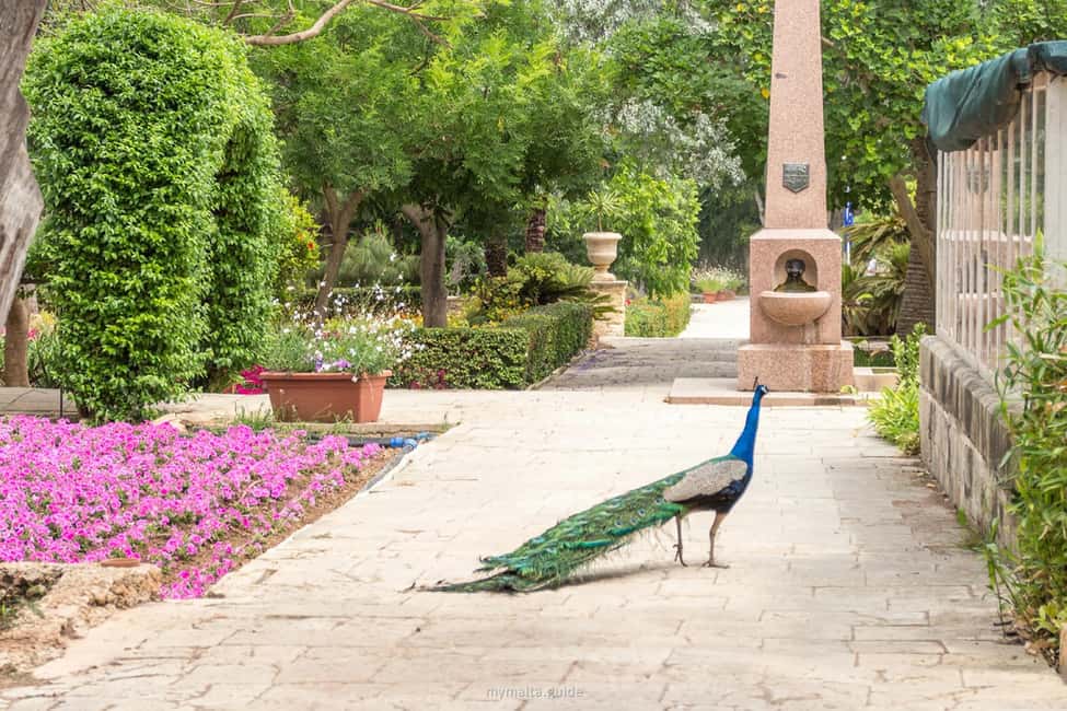 image n.14 of Malta: Mdina, Dingli Cliffs and San Anton Botanical Gardens activity in Valletta, uploaded by supplier