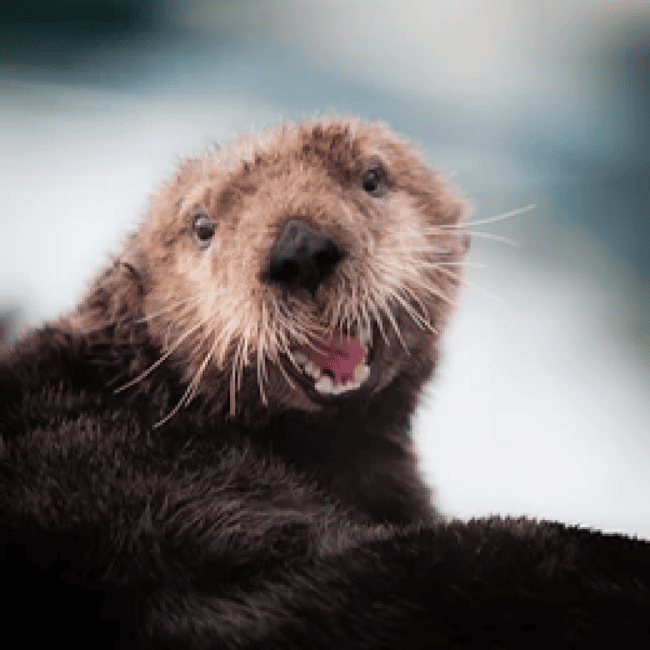 image n.29 of Anchorage: Kenai Fjords & Denali National Park 5 Day Tour activity in Anchorage, uploaded by supplier