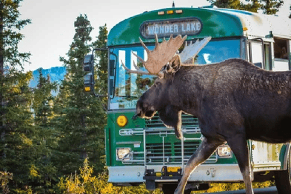 image n.7 of Anchorage: Kenai Fjords & Denali National Park 5 Day Tour activity in Anchorage, uploaded by supplier