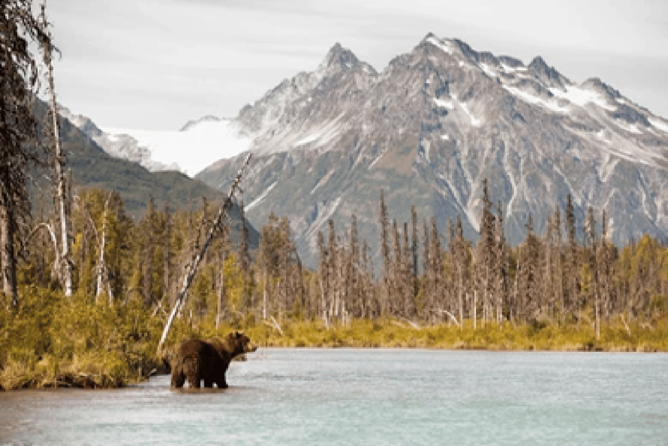 image n.4 of Anchorage: Kenai Fjords & Denali National Park 5 Day Tour activity in Anchorage, uploaded by supplier
