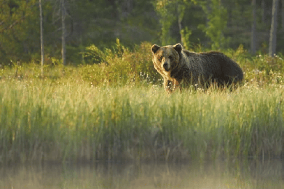image n.31 of Anchorage: Kenai Fjords & Denali National Park 5 Day Tour activity in Anchorage, uploaded by supplier