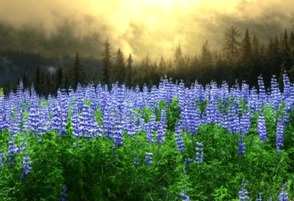 image n.32 of Anchorage: Kenai Fjords & Denali National Park 5 Day Tour activity in Anchorage, uploaded by supplier