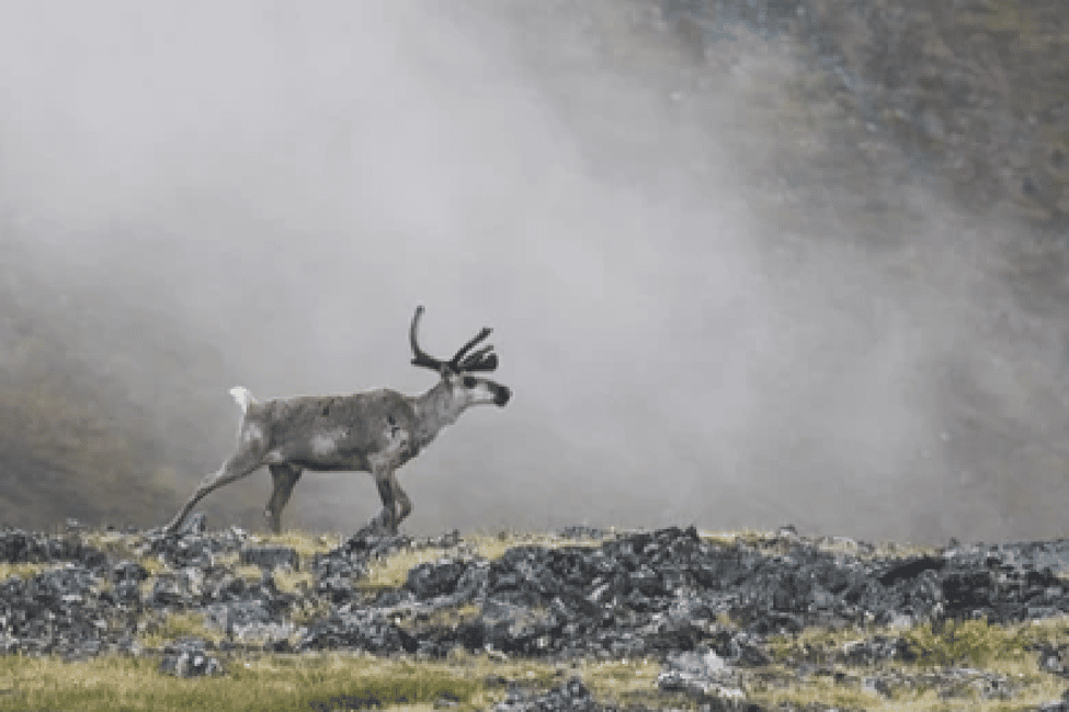 image n.33 of Anchorage: Kenai Fjords & Denali National Park 5 Day Tour activity in Anchorage, uploaded by supplier