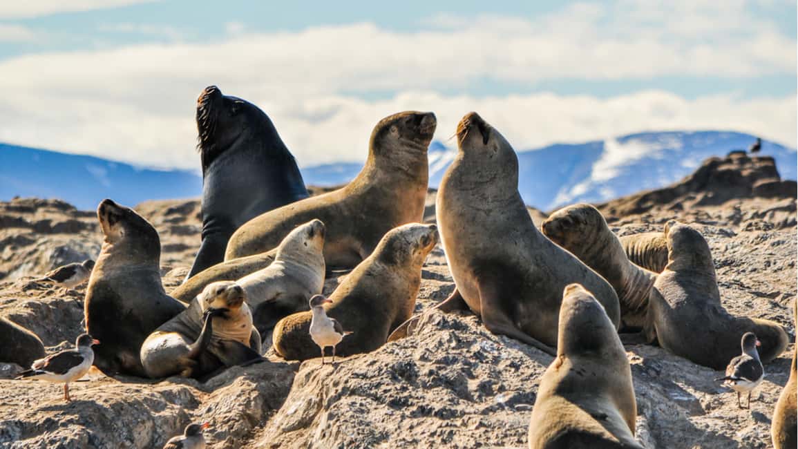 image n.1 of From La Paz: Swim with Sea Lions & Espíritu Santo Boat Tour activity in Baja California Sur, uploaded by supplier