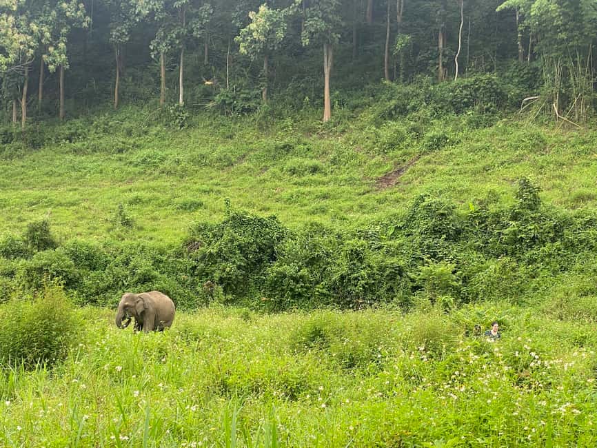 image n.2 of Chiang Mai: Small Group Ethical Elephant Sanctuary Tour activity in Chiang Mai, uploaded by supplier