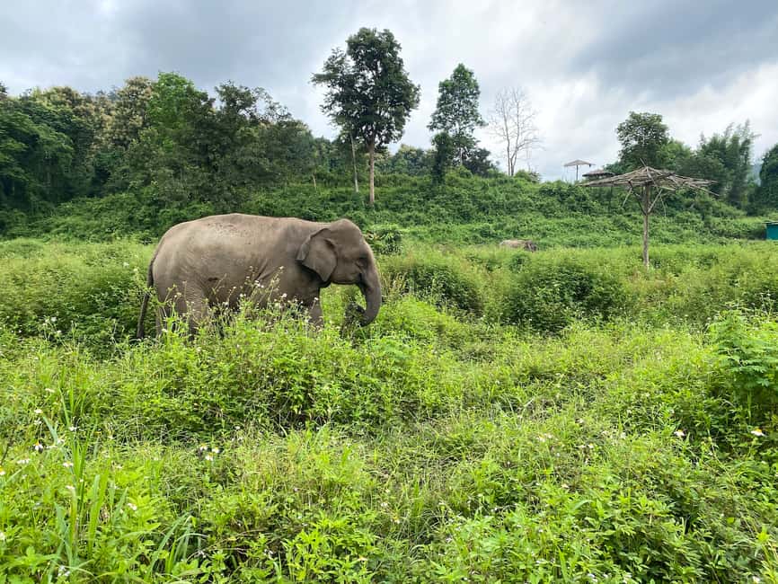 image n.3 of Chiang Mai: Small Group Ethical Elephant Sanctuary Tour activity in Chiang Mai, uploaded by supplier