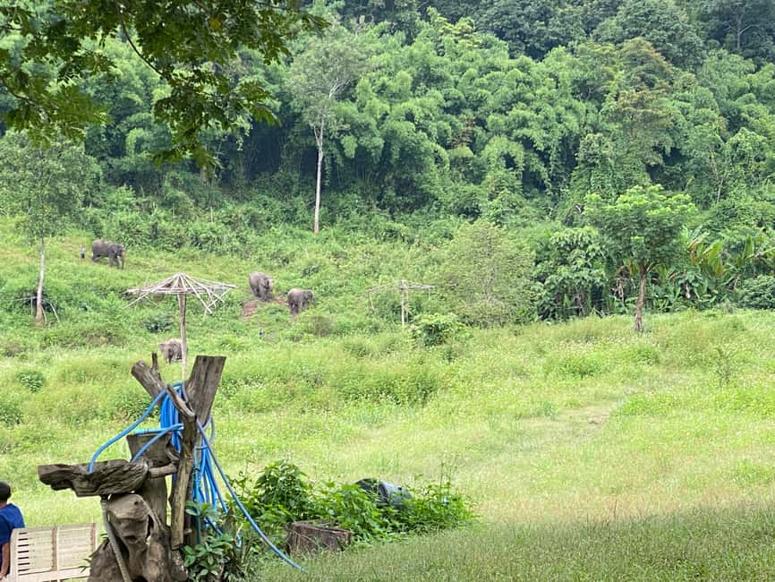 image n.6 of Chiang Mai: Small Group Ethical Elephant Sanctuary Tour activity in Chiang Mai, uploaded by supplier