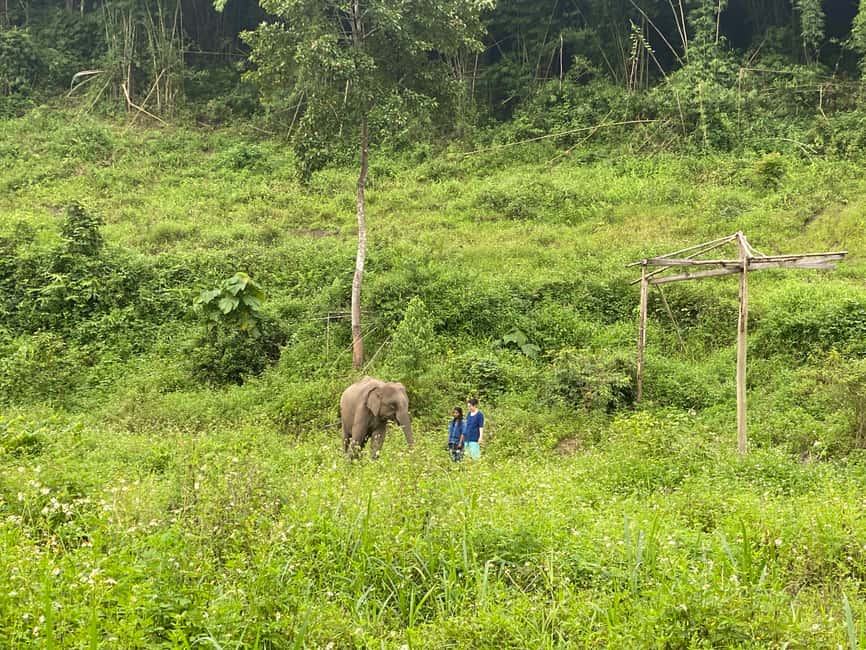 image n.12 of Chiang Mai: Small Group Ethical Elephant Sanctuary Tour activity in Chiang Mai, uploaded by supplier