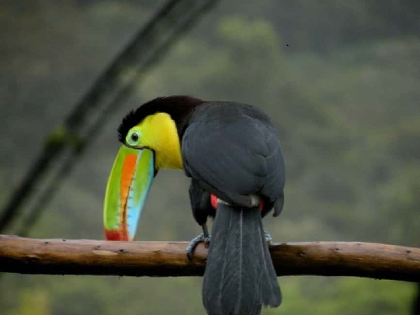 image n.4 of From San Jose: La Paz Waterfall Garden & Rainforest Tour activity in Alajuela Province, uploaded by supplier