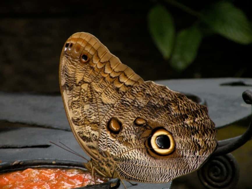 image n.6 of From San Jose: La Paz Waterfall Garden & Rainforest Tour activity in Alajuela Province, uploaded by supplier