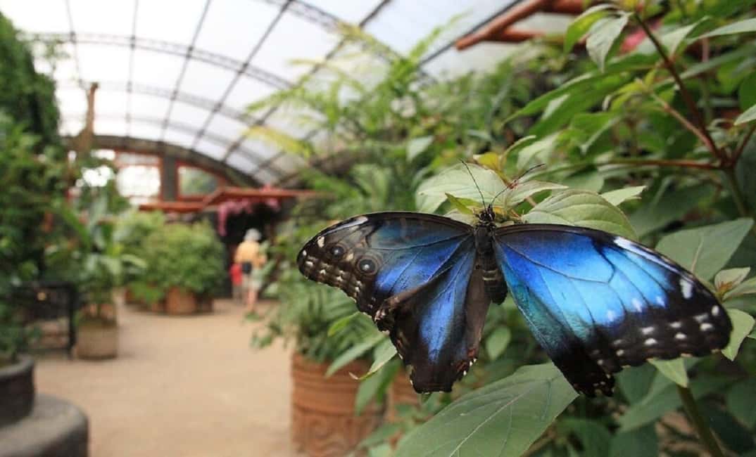 image n.2 of From San Jose: La Paz Waterfall Garden & Rainforest Tour activity in Alajuela Province, uploaded by supplier