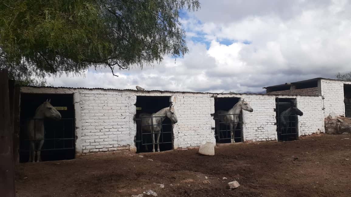 imagem n.4 de Mendoza: Passeios a cavalo nos Andes com churrasco autêntico atividade em Província de Mendoza, carregada pelo fornecedor