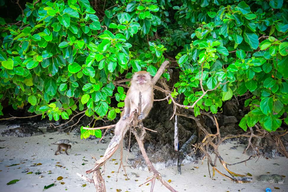 image n.5 of Phuket: Deluxe Phi Phi Tour by Speedboat & Lunch Buffet activity in Gulf of Thailand, uploaded by supplier