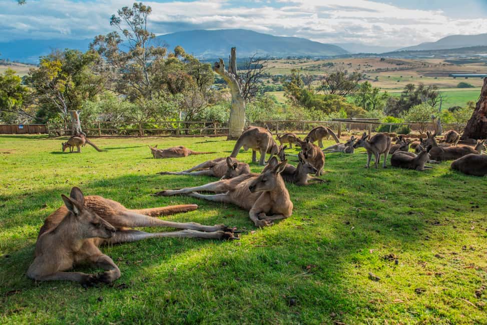 image n.5 of Hobart Highlights Day Tour activity in Hobart, uploaded by supplier
