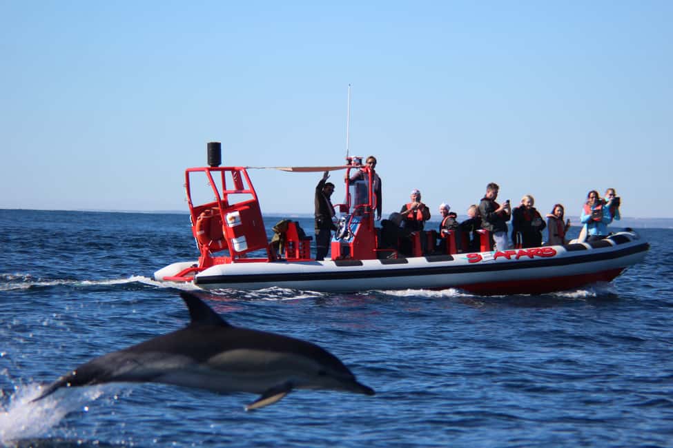 image n.2 of Lagos: Dolphin Watching with Professional Marine Biologists activity in Lagos, Portugal, uploaded by supplier
