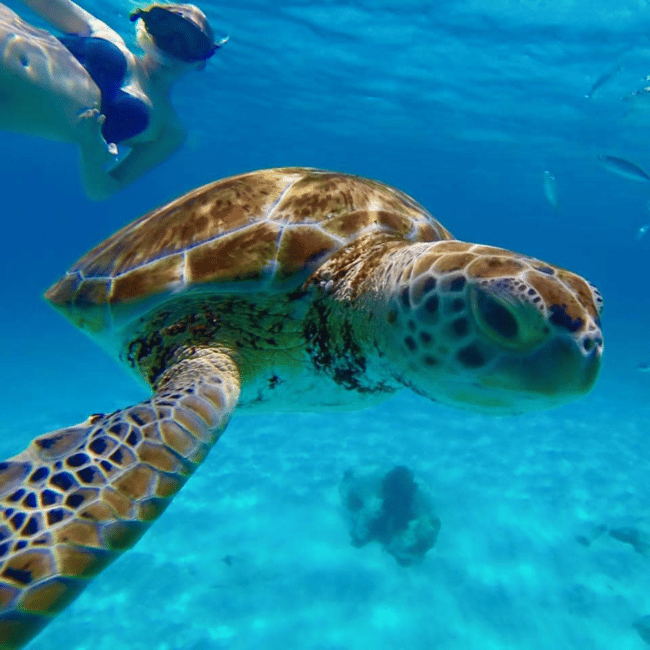 image n.4 of Barbados: Catamaran Tour with Snorkeling and Lunch activity in Christ Church, Barbados, uploaded by supplier