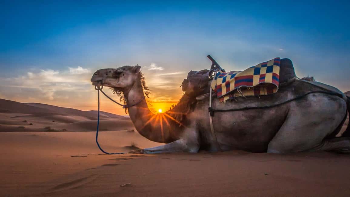 image n.1 of Agadir/Taghazout/Port: Sahara Desert 4x4 Day Trip with Lunch activity in Souss-Massa, uploaded by supplier