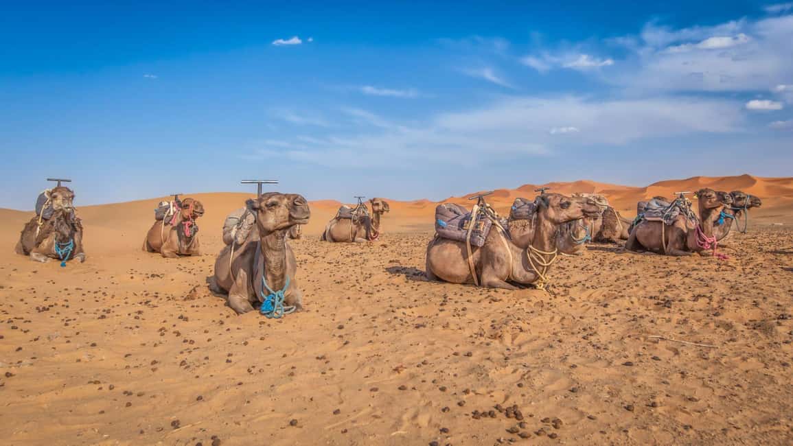 image n.2 of Agadir/Taghazout/Port: Sahara Desert 4x4 Day Trip with Lunch activity in Souss-Massa, uploaded by supplier