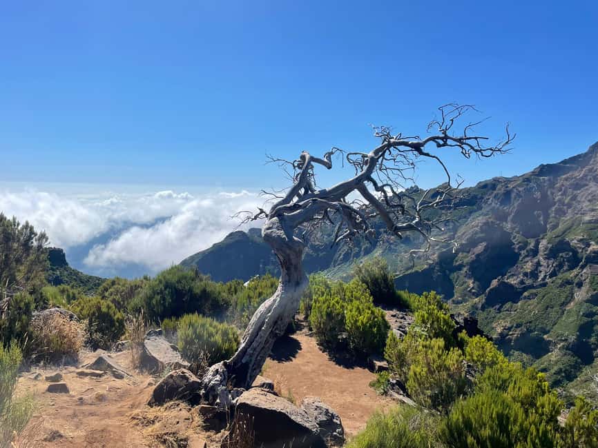 bild nr.4 av Från Funchal: Transfer till Pico do Arieiro Trail aktivitet i Madeira, uppladdad av arrangören