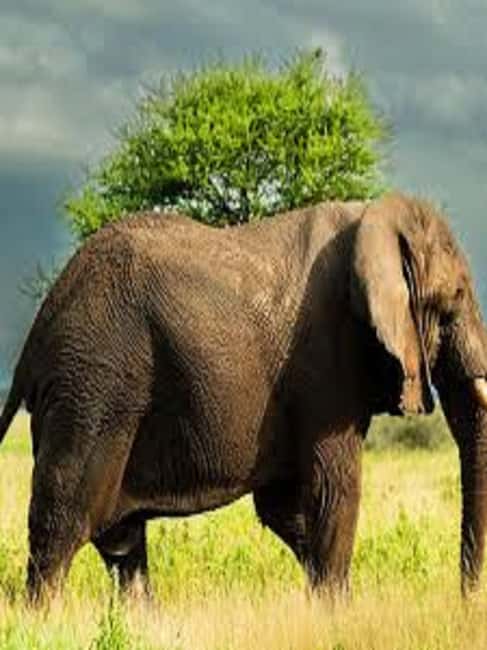 Image N°1 de Voyage d'une journée en Tanzanie - Safari de grande envergure - Aventures de faune et de flore activité à Région d'Arusha, publiée par le prestataire