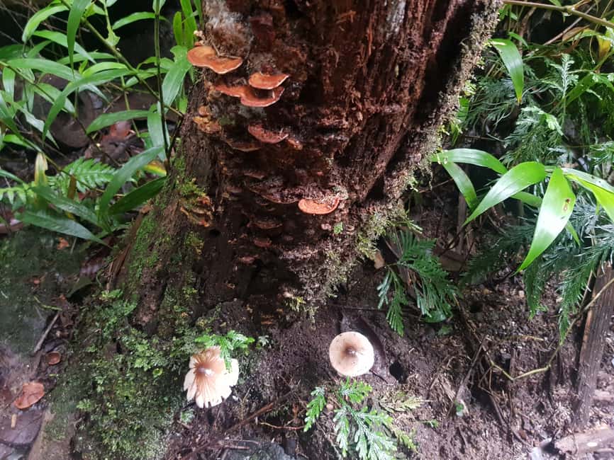 image n.25 of From Medellin Waterfalls: Guided Hiking Tour in Nature activity in Medellin, uploaded by supplier