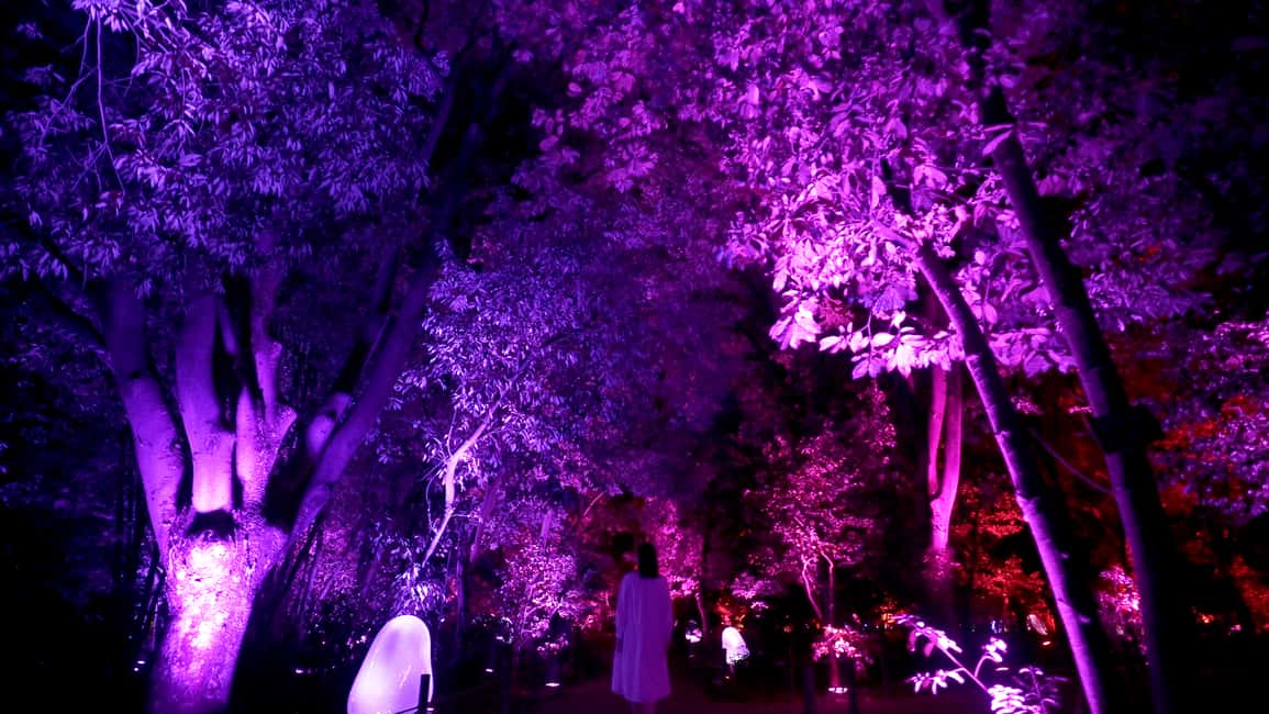 Image N°5 de Osaka : ticket d'entrée au jardin botanique teamLab activité à Osaka, publiée par le prestataire