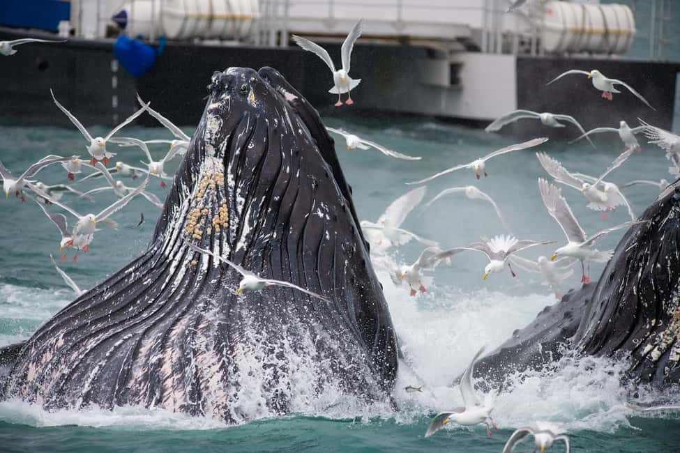 image n.8 of Seward: Kenai Fjords National Park Extended Cruise activity in Seward, uploaded by supplier