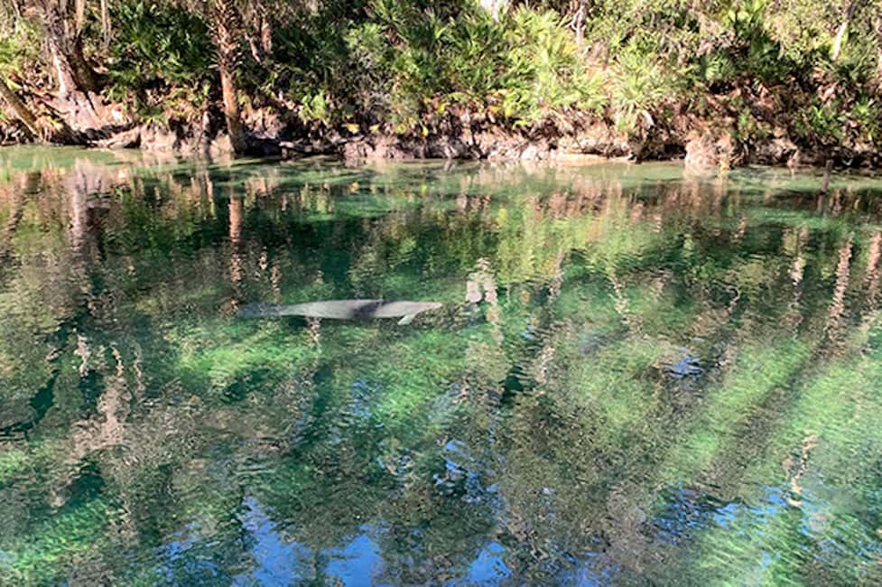 bild nr.2 av Orange City: Blue Spring State Park SUP & Kayaking Tour aktivitet i Florida, uppladdad av arrangören