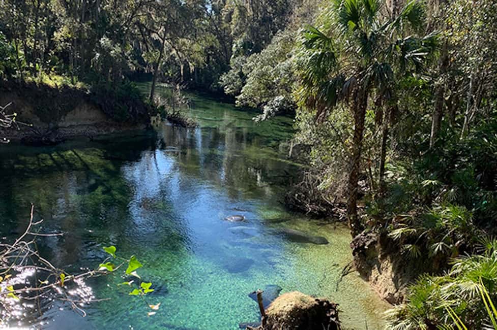 bild nr.4 av Orange City: Blue Spring State Park SUP & Kayaking Tour aktivitet i Florida, uppladdad av arrangören