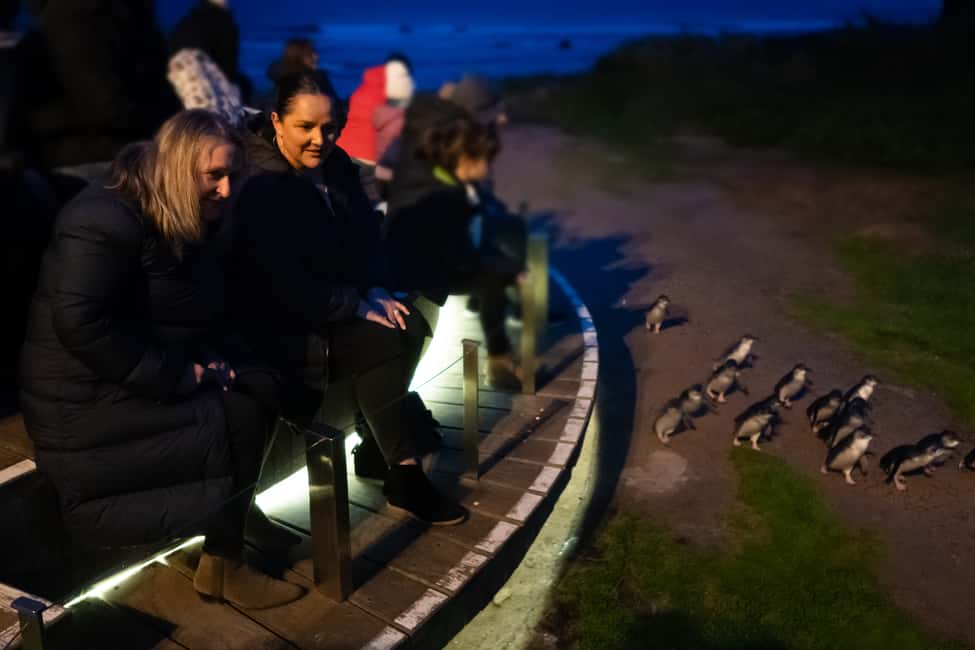 image n.2 of Penguin Parade: General Viewing Ticket activity in Ventnor, uploaded by supplier