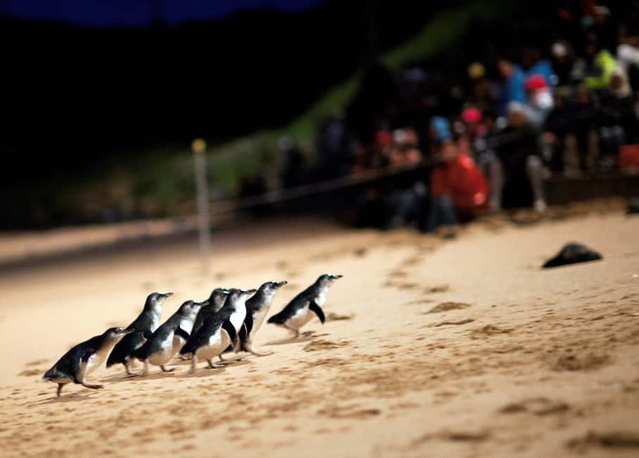 image n.1 of Penguin Parade: General Viewing Ticket activity in Ventnor, uploaded by supplier