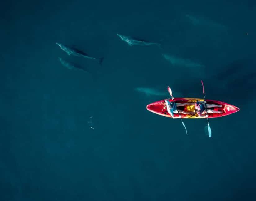 image n.1 of Tamarin: Guided Kayak Tour with Dolphins activity in Tamarin, uploaded by supplier