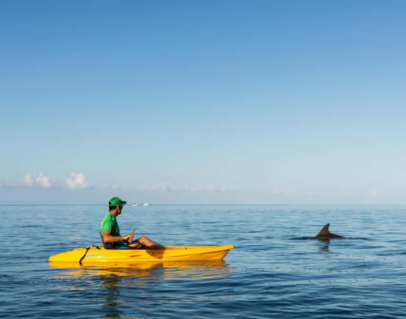 image n.2 of Tamarin: Guided Kayak Tour with Dolphins activity in Tamarin, uploaded by supplier