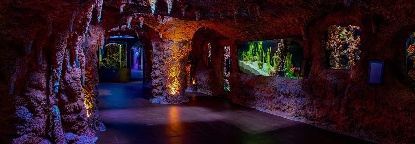 image n.4 of Abu Dhabi: National Aquarium Entrance Ticket activity in Abu Dhabi, uploaded by supplier