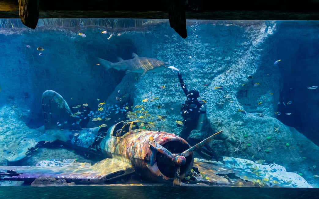 image n.7 of Abu Dhabi: National Aquarium Entrance Ticket activity in Abu Dhabi, uploaded by supplier