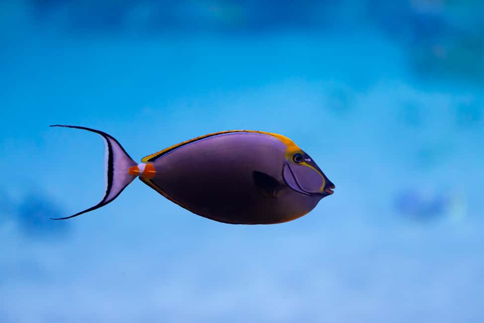 image n.8 of Abu Dhabi: National Aquarium Entrance Ticket activity in Abu Dhabi, uploaded by supplier