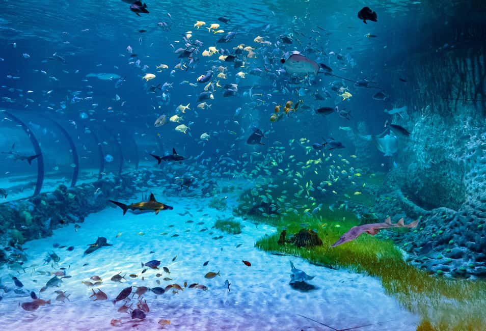 image n.9 of Abu Dhabi: National Aquarium Entrance Ticket activity in Abu Dhabi, uploaded by supplier