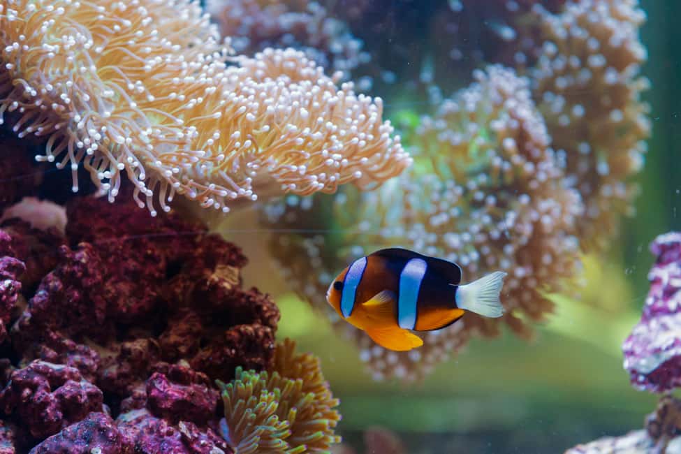image n.10 of Abu Dhabi: National Aquarium Entrance Ticket activity in Abu Dhabi, uploaded by supplier