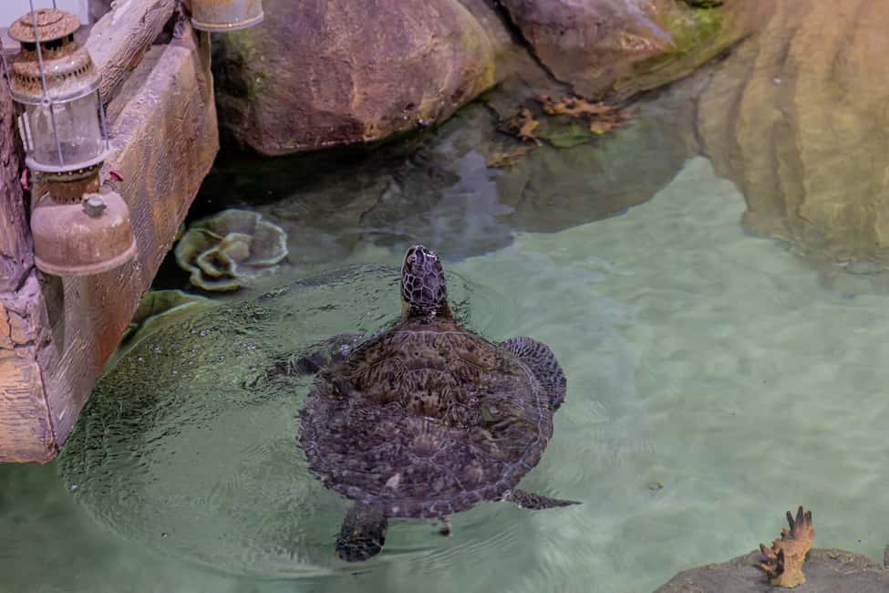 image n.17 of Abu Dhabi: National Aquarium Entrance Ticket activity in Abu Dhabi, uploaded by supplier