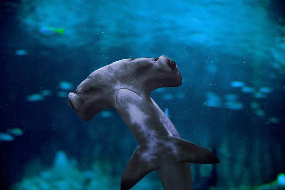image n.20 of Abu Dhabi: National Aquarium Entrance Ticket activity in Abu Dhabi, uploaded by supplier