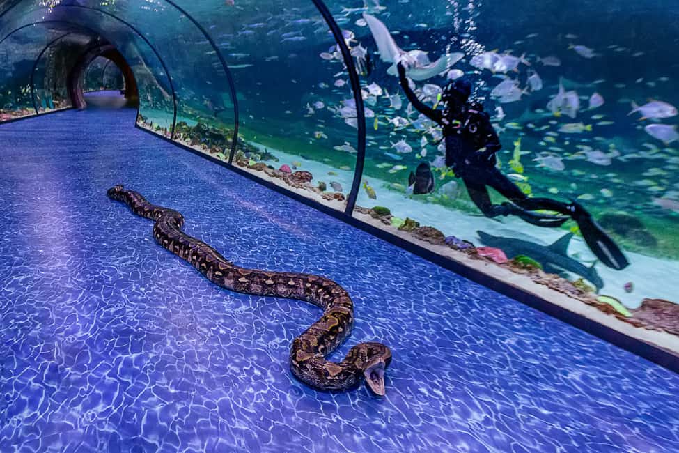 image n.21 of Abu Dhabi: National Aquarium Entrance Ticket activity in Abu Dhabi, uploaded by supplier
