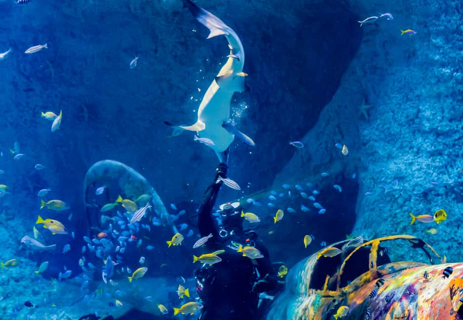 image n.22 of Abu Dhabi: National Aquarium Entrance Ticket activity in Abu Dhabi, uploaded by supplier