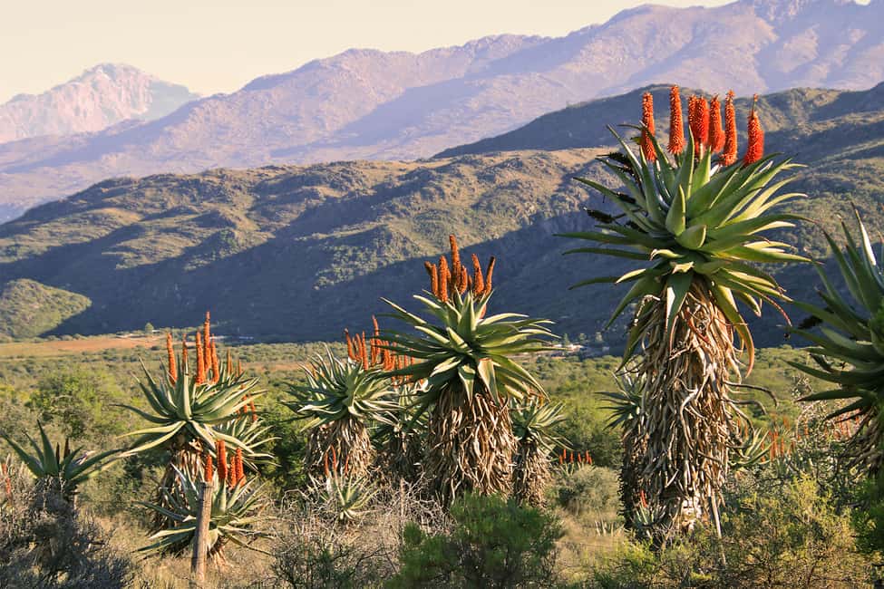 image n.2 of Oudtshoorn: Half-Day Swartberg Pass Private Guided Tour activity in Western Cape, uploaded by supplier