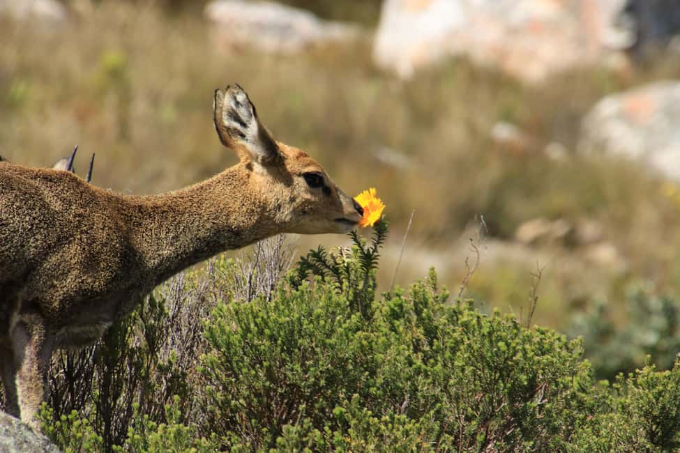 image n.3 of Oudtshoorn: Half-Day Swartberg Pass Private Guided Tour activity in Western Cape, uploaded by supplier