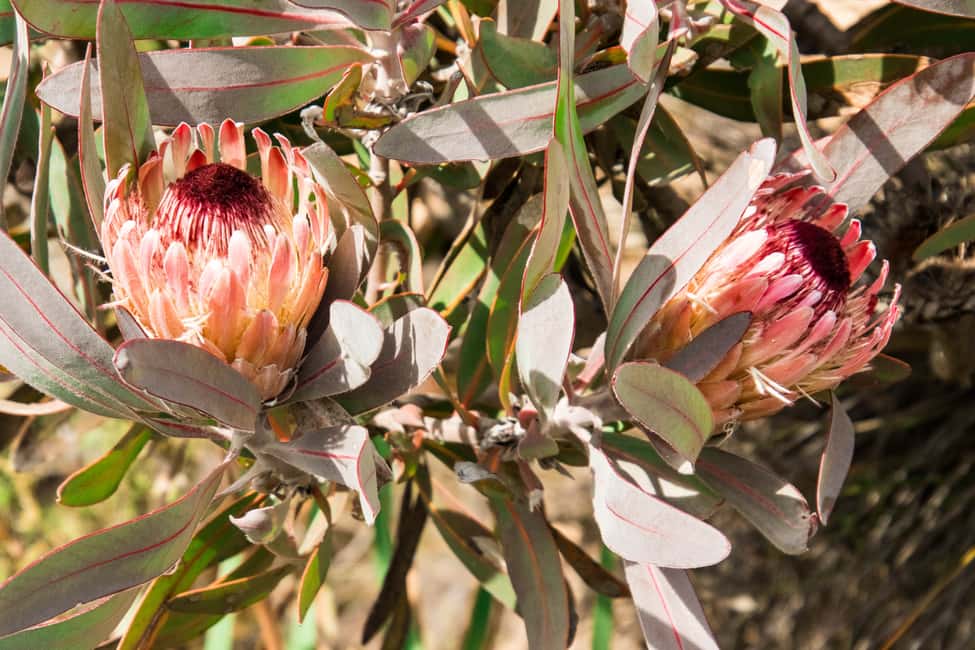 image n.4 of Oudtshoorn: Half-Day Swartberg Pass Private Guided Tour activity in Western Cape, uploaded by supplier