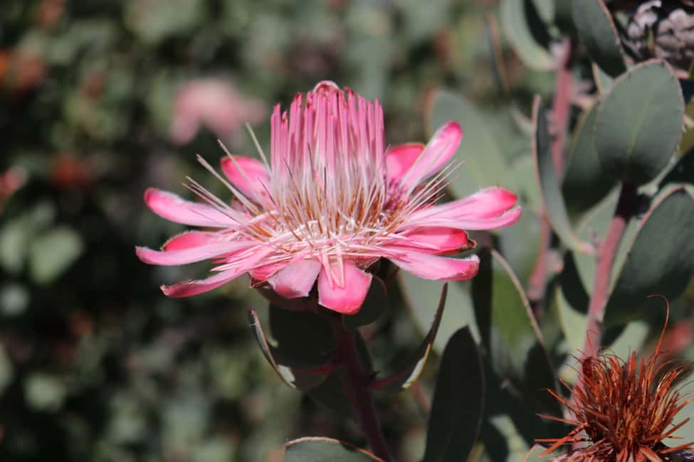image n.6 of Oudtshoorn: Half-Day Swartberg Pass Private Guided Tour activity in Western Cape, uploaded by supplier