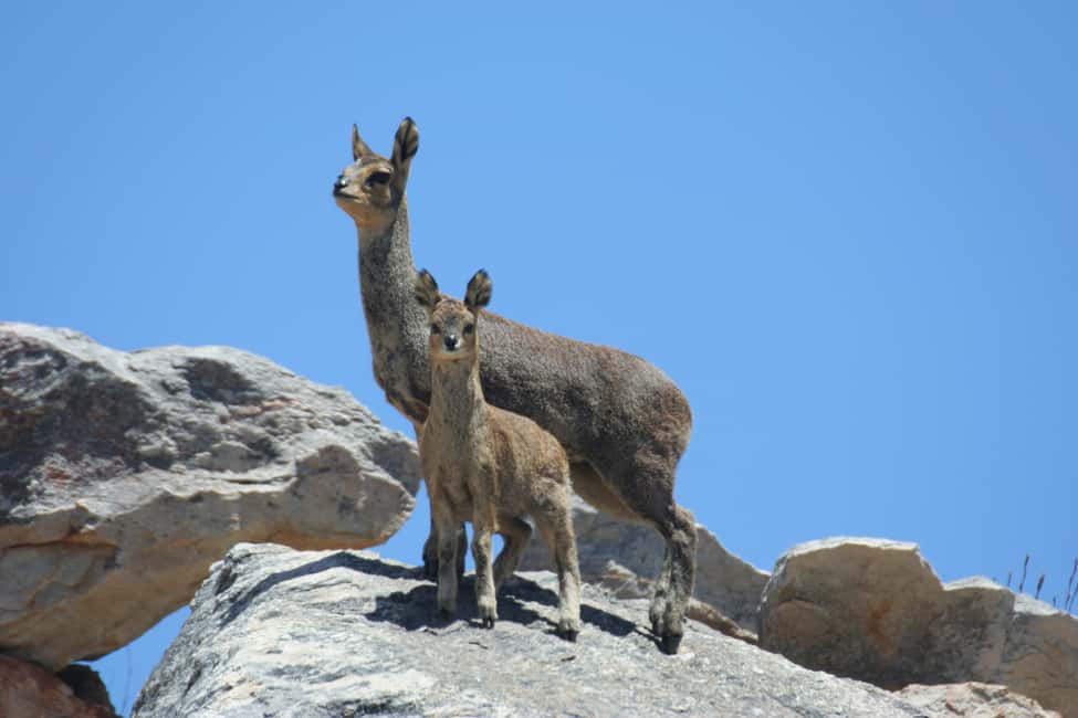 image n.9 of Oudtshoorn: Half-Day Swartberg Pass Private Guided Tour activity in Western Cape, uploaded by supplier
